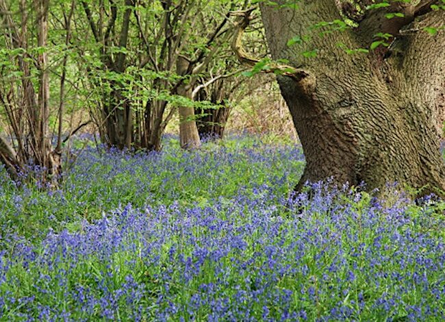 Trees and Bluebells