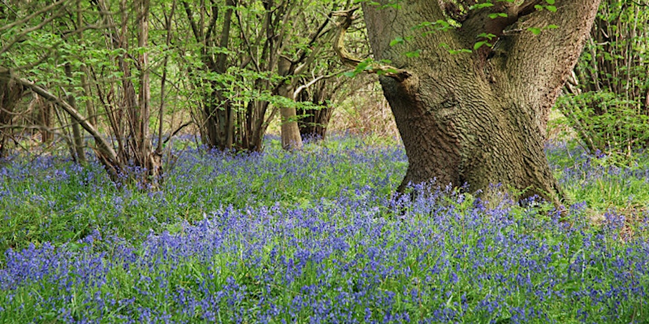 Trees and Bluebells